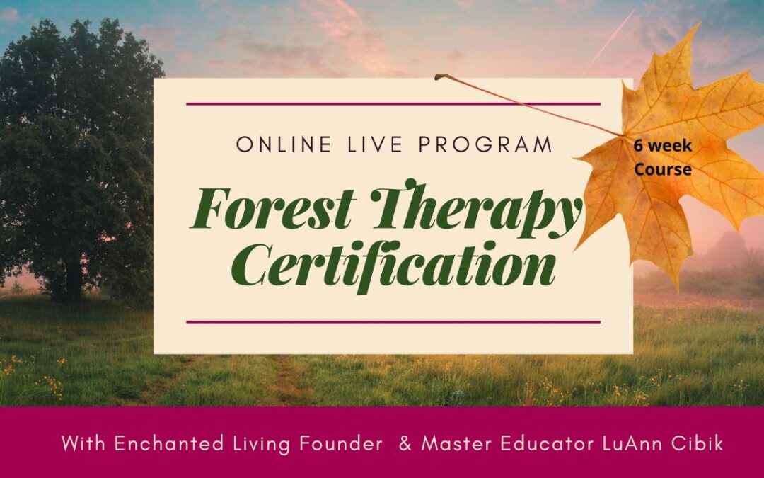 Forest Therapy Certification ONLINE with LIVE ZOOM Classes
